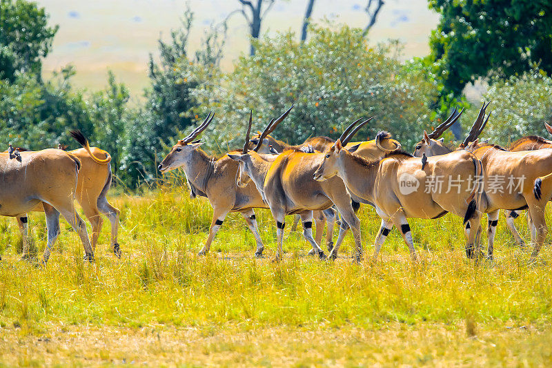 埃伦诺佩，羚羊，Taurotragus oryx